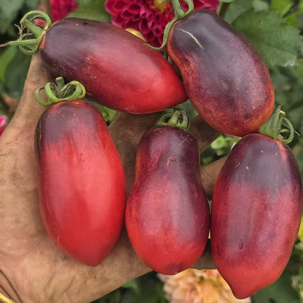 1082 Wild Eggplant Tomato, 5 Seeds