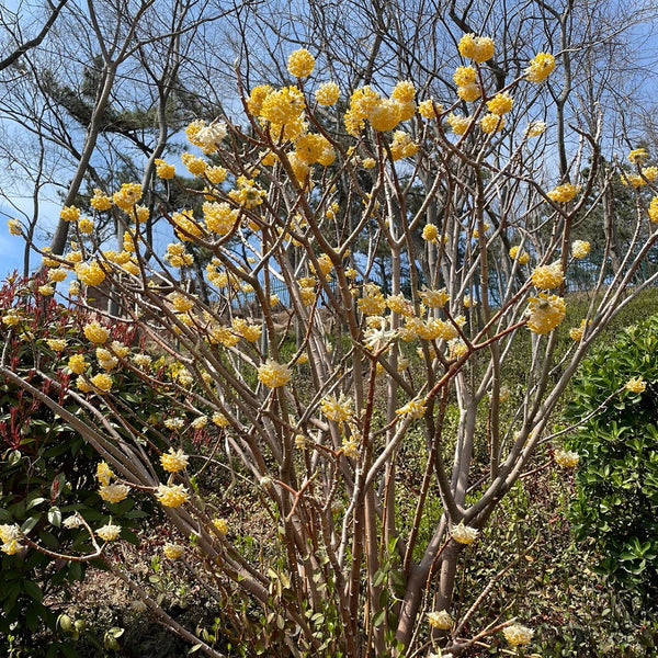 Oriental Paperbush, 100 Seeds