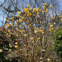 Oriental Paperbush, 100 Seeds