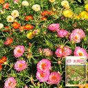 Double Flowered Mix Moss Rose, 5000 Seeds