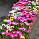 Trailing Ice Plant (Lampranthus spectabilis) Seeds, 200 Seeds