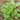 New Zealand Spinach Seeds, 20g
