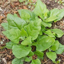 New Zealand Spinach Seeds, 20g