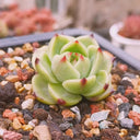 Echeveria Agavoides 'Blue Dragon', 2pcs x 1-head