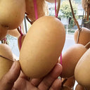 'Little Winter Melon' Gourd, 10 Seeds