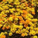 Mixed Colors Namaqualand Daisy Seeds, 1g