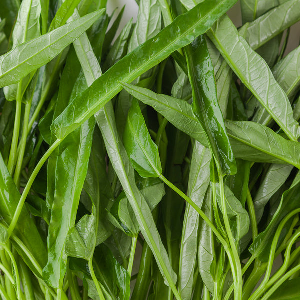 Jiemei New Green Willow Leaf Water Spinach Seeds, 500g