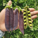 Purple-Podded Snow Pea Seeds, 10g