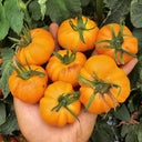 766 Summer Temptation Tomato, 5 Seeds