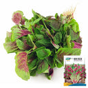 Xishuai Red Amaranth Seeds, 5g