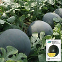 'Golden Obsidian' Seedless Watermelon Seeds, 20 Seeds