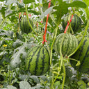 Rainbow Gift Watermelon Hybrid F1 Seeds, 20 Seeds