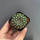 Parodia crassigibba, 3-4cm