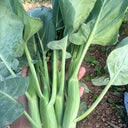 'Nongyan Yellow Flower' Chinese Kale Seeds, 20g