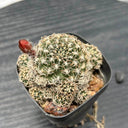 Echinopsis schieliana var. Unguispina, 3-4cm