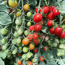 Hongcuili Cherry Tomato Seeds, 20 Seeds