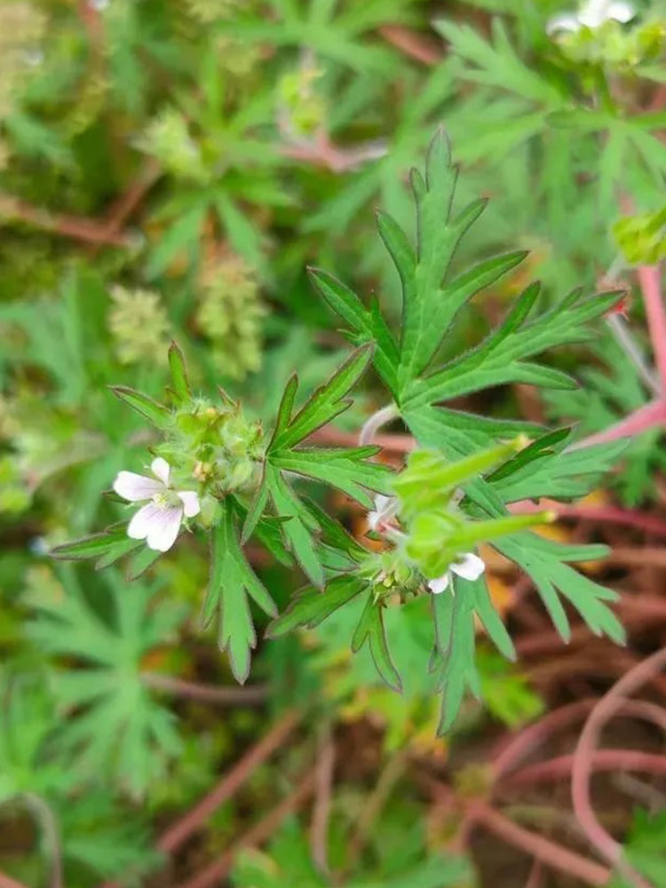 Geranium wilfordii Maxim