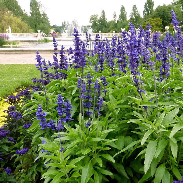 Hezhichun Blue Sage Seeds, 1g