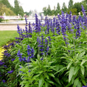 Hezhichun Blue Sage Seeds, 1g