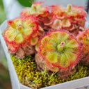 Drosera burmannii 'Humpty Doo' Seeds, 100 Seeds