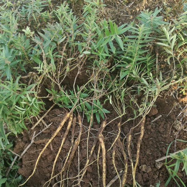 Baical Skullcap, 100 Seeds