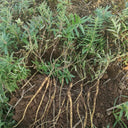 Baical Skullcap, 100 Seeds