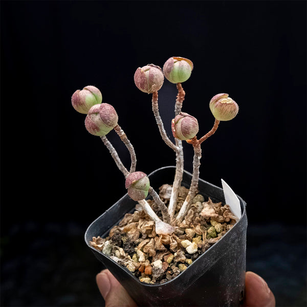 Aeonium saundersii, 1 Plant