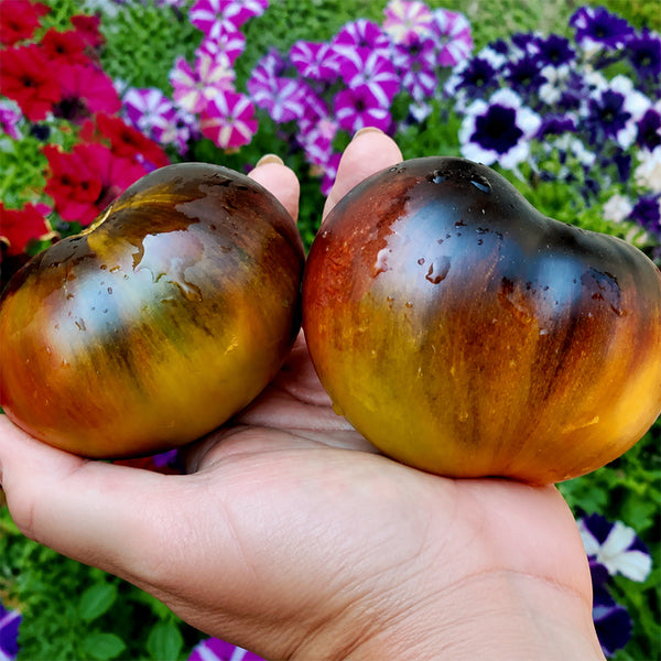 661 Happiness F6 Tomato, 5 Seeds