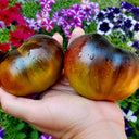 661 Happiness F6 Tomato, 5 Seeds
