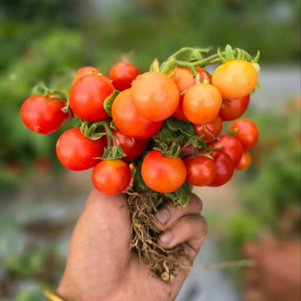 876 Micro Fortune Fairy Tomato, 5 Seeds