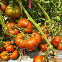870 Amur Tiger Tomato, 5 Seeds