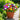 W1345 Dwarf Double Zinnia Mix, 100 Seeds