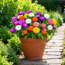 W1345 Dwarf Double Zinnia Mix, 100 Seeds