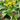 'Jiemei Thick Stem' Chinese Kale Seeds, 20g