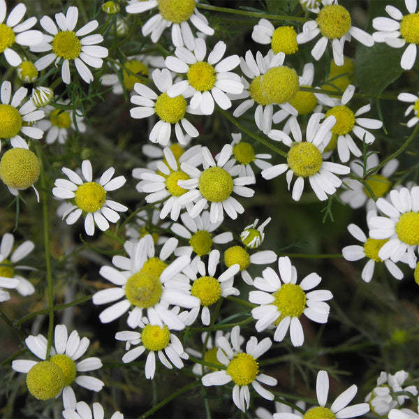 German Chamomile, 5000 Seeds