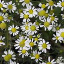 German Chamomile, 5000 Seeds