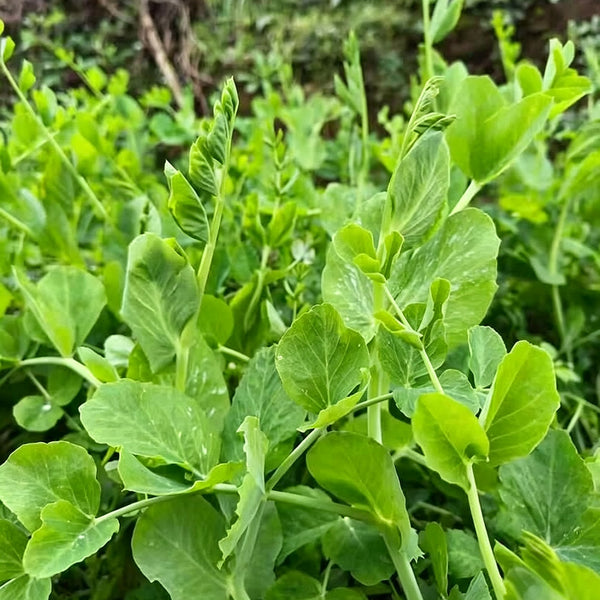 Jiemei Tendril-Free Pea Shoot Seeds, 100g