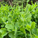 Jiemei Tendril-Free Pea Shoot Seeds, 100g