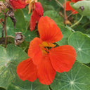 Hezhichun Red Nasturtium Seeds, 10g