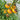 428 Orange Chupa Chups Tomato, 5 Seeds