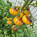 428 Orange Chupa Chups Tomato, 5 Seeds