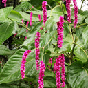 Prince's Feather, 200 Seeds