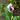 'Picasso' Calla Lily, 16/18cm Circumference, 1 Bulb