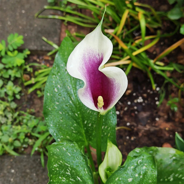 'Picasso' Calla Lily, 16/18cm Circumference, 1 Bulb