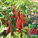 Cayenne Pepper, 20~30 Seeds