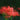 Lycoris radiata (Triploid), 2 Bulbs