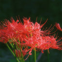 Lycoris radiata (Triploid), 2 Bulbs