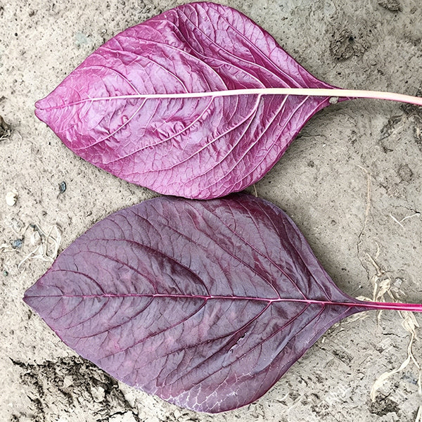 All-Red Round-Leaf Amaranth Seeds, 10g