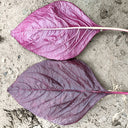 All-Red Round-Leaf Amaranth Seeds, 10g