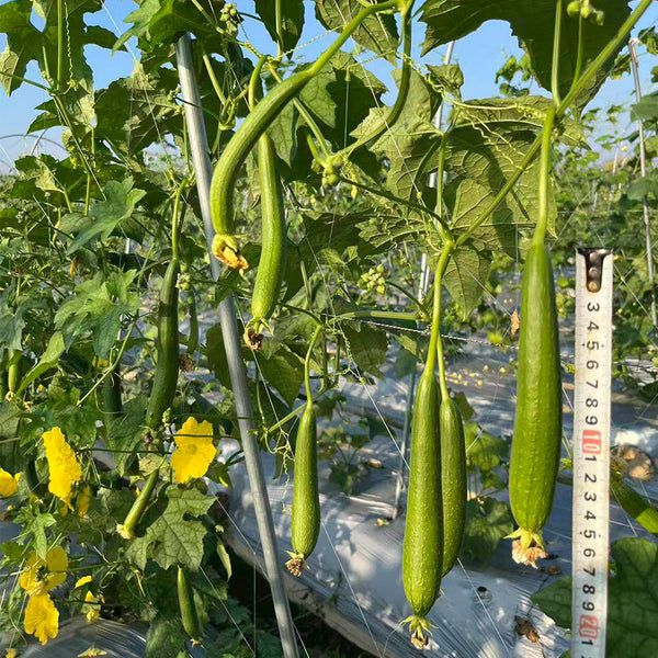 Thai Green Thumb Luffa, 3 Seeds